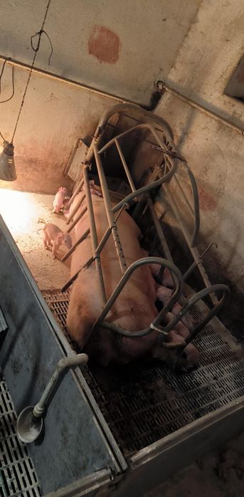 Tucznik, kaban  7 zł