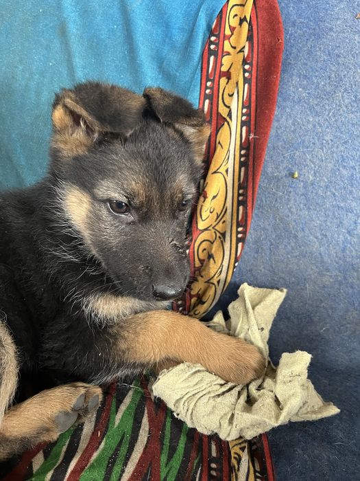 Продам цуценят німецької вівчарки!