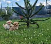 Maltipoo szczeniak