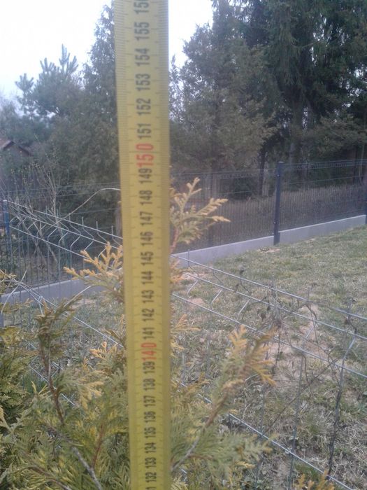 tuja szmaragd żywotnik golden  140 cm