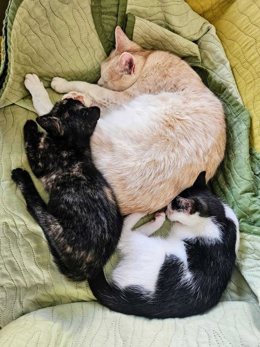 MEWA I BURZA wciąż marzą ...