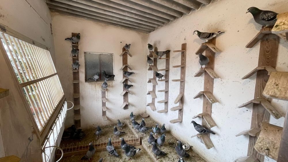 Pombos e todo o recheio