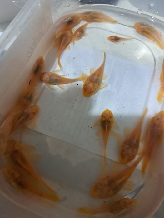 Pary Zbrojnik glonojad złoty Albino krótka płetwa