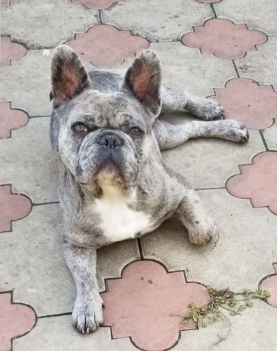 Вязка,продажа! французский бульдог мальчик Конар