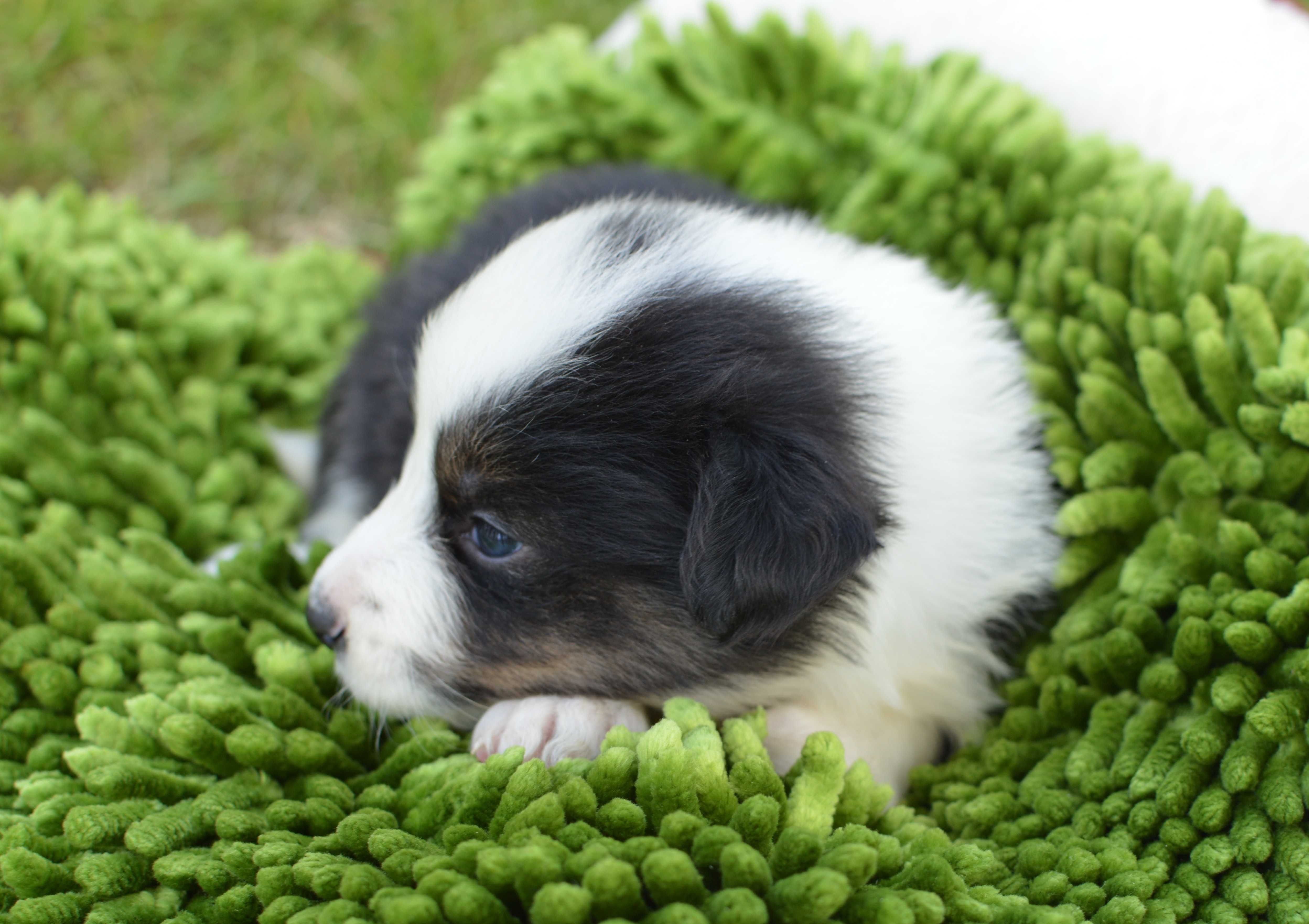 Suczka z niebieskim okiem BORDER COLLIE ZkwP/FCI tricolor