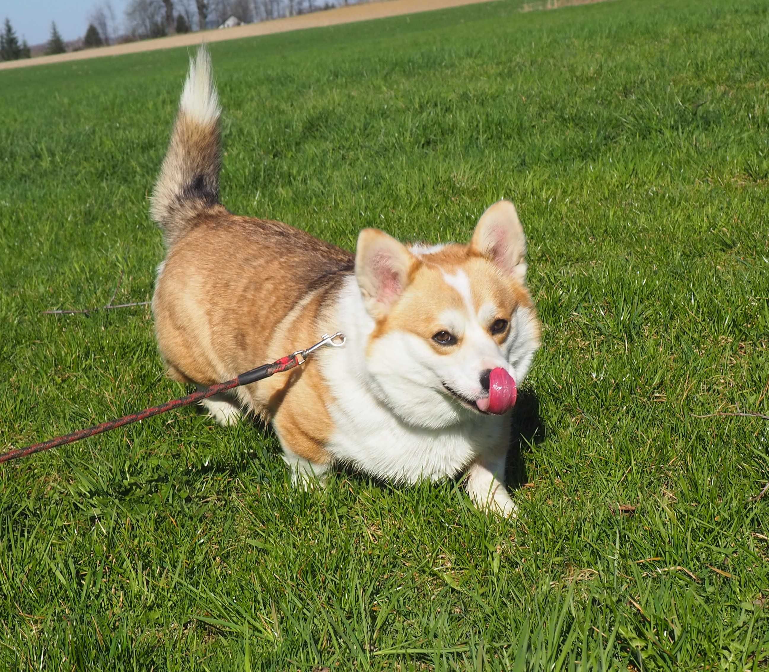 Welsh Corgi Pembroke piesek rudo- biały Natural Bobtail CHEETOS