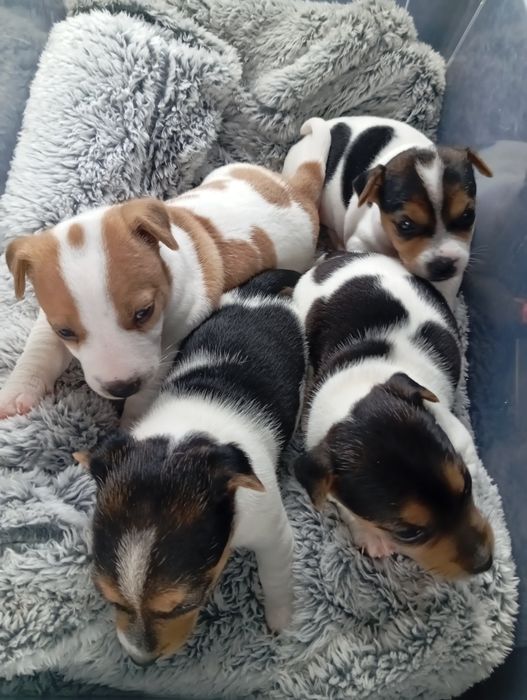 Jack Russell Terrier