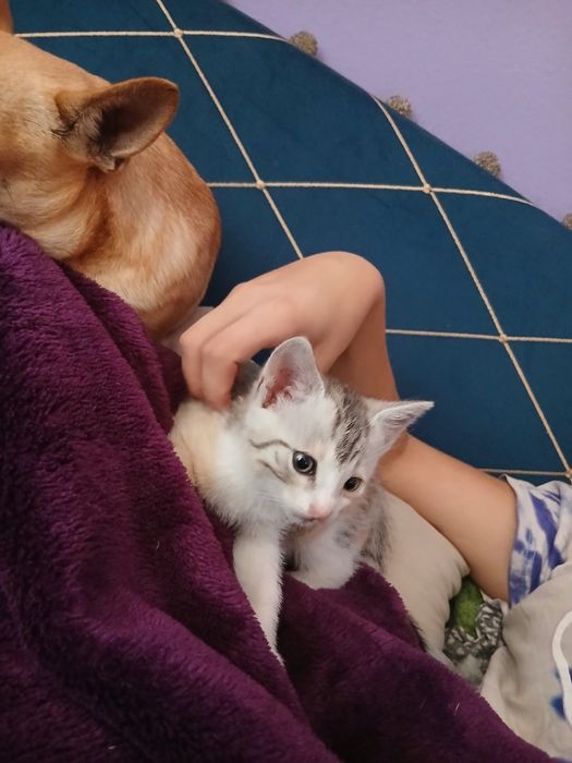 Oddam kotkę w dobre ręce!