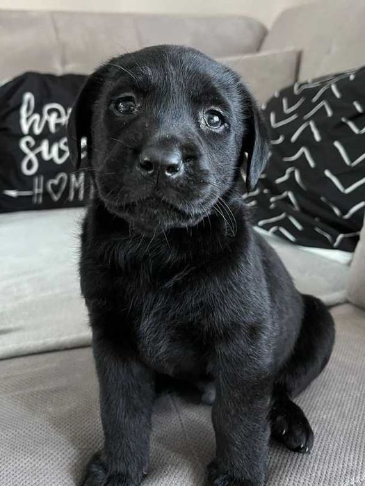 Labrador Retriever