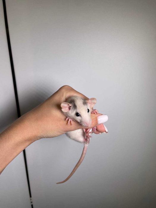 очаровательные крыски крысята ручные крысы дамбо рекс стандарт