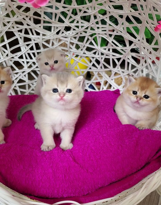 Ручные малышики, котята золотая шиншилла