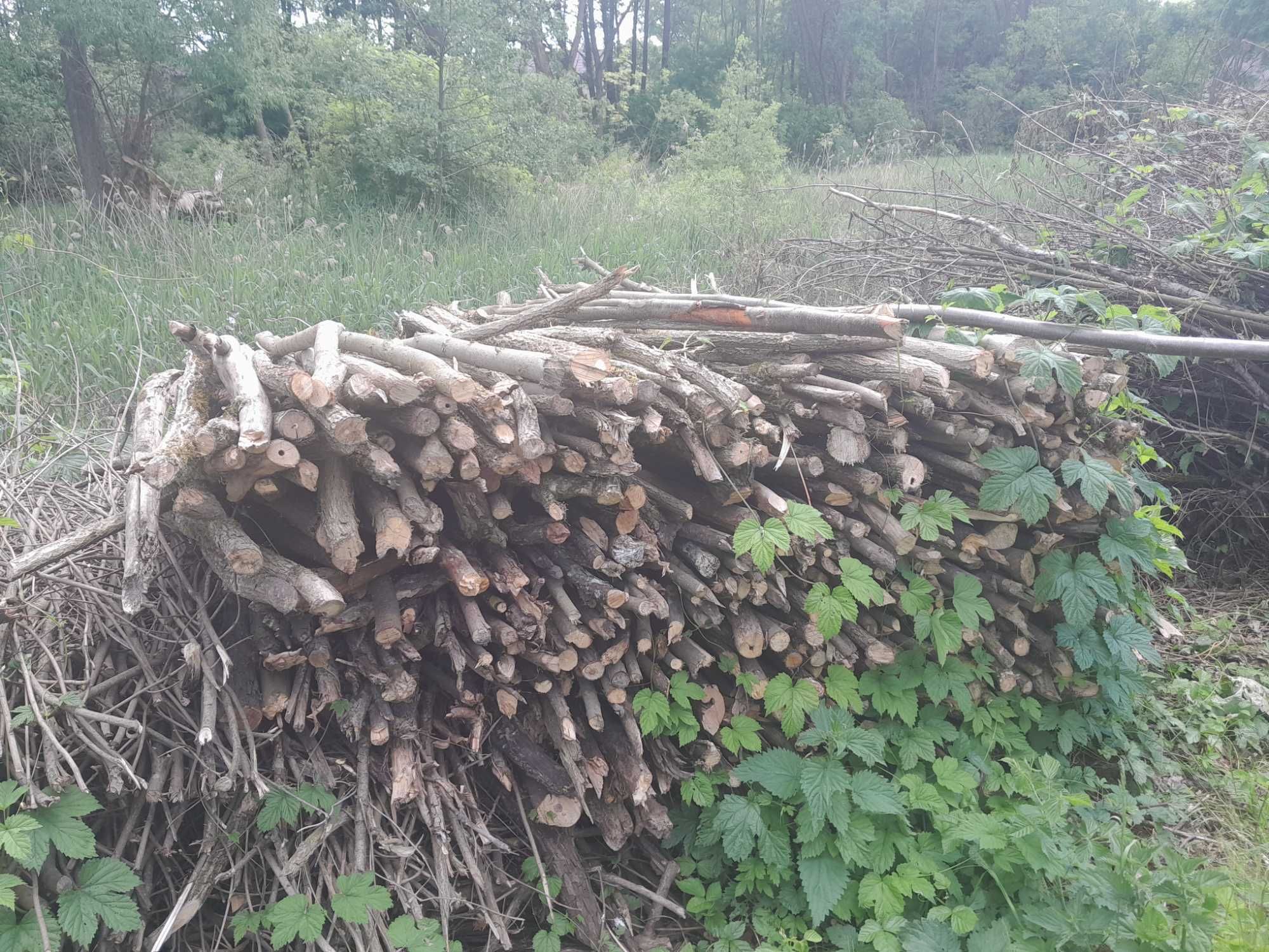 Oddam za darmo gałęziówkę liściastą,pod rębak