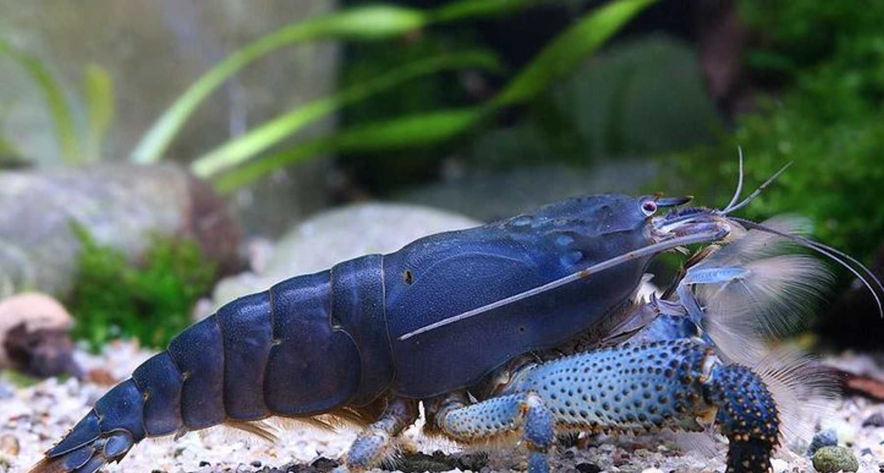 Krewetka gabońska - Atya gabonensis - dowóz, wysyłka