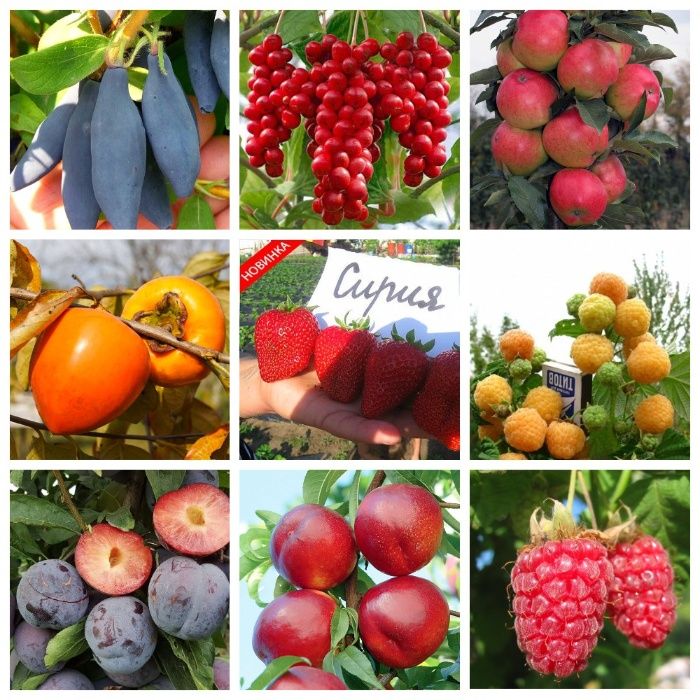 Качественные саженцы: слива, фундук, смородина, агрус, жимолость, ирга