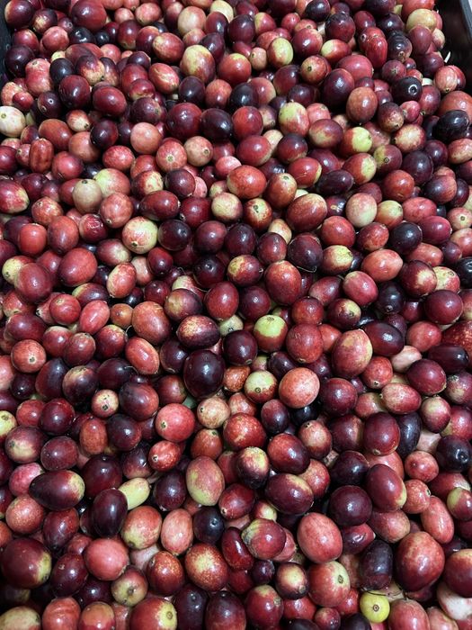 10 kg swieza lekko nie wybarwiona zurawina
