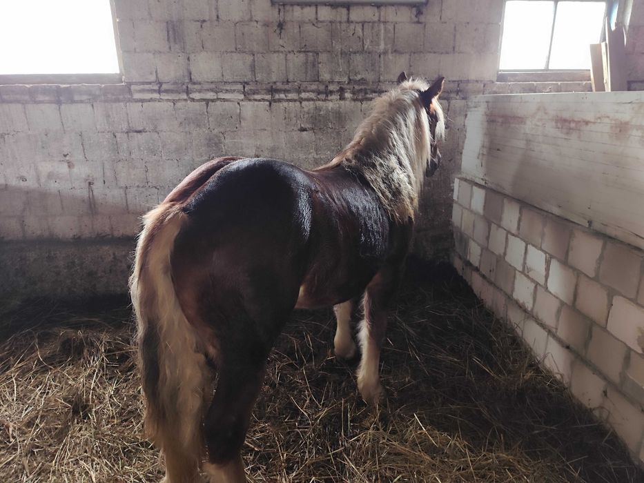 Klacz zimnokrwista typ sokólski