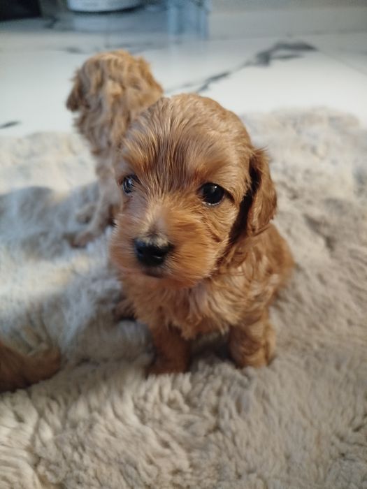 MALTIPOO Piękne Psiaki Hodowla Sisi i Spajki