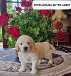 ASTRA z Golden Ultra Cameo FCI suczka po Championach