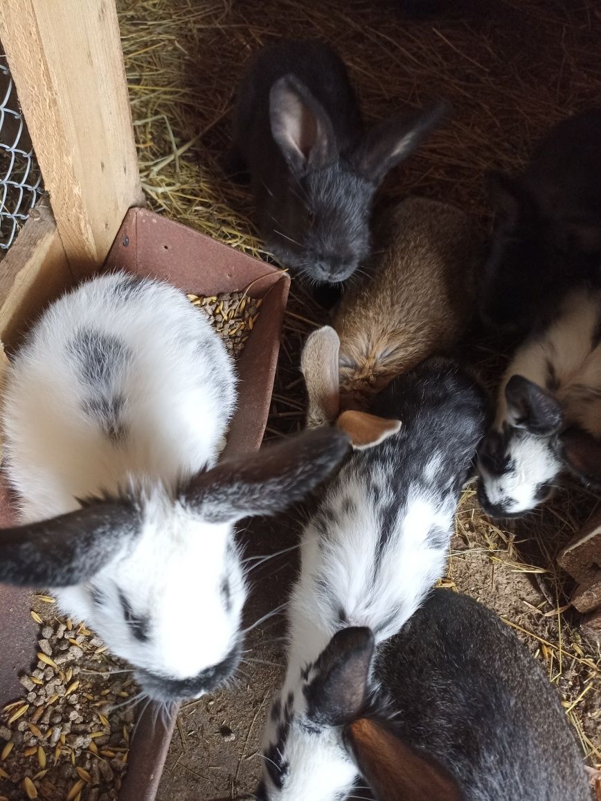 Młode króliki hodowlane