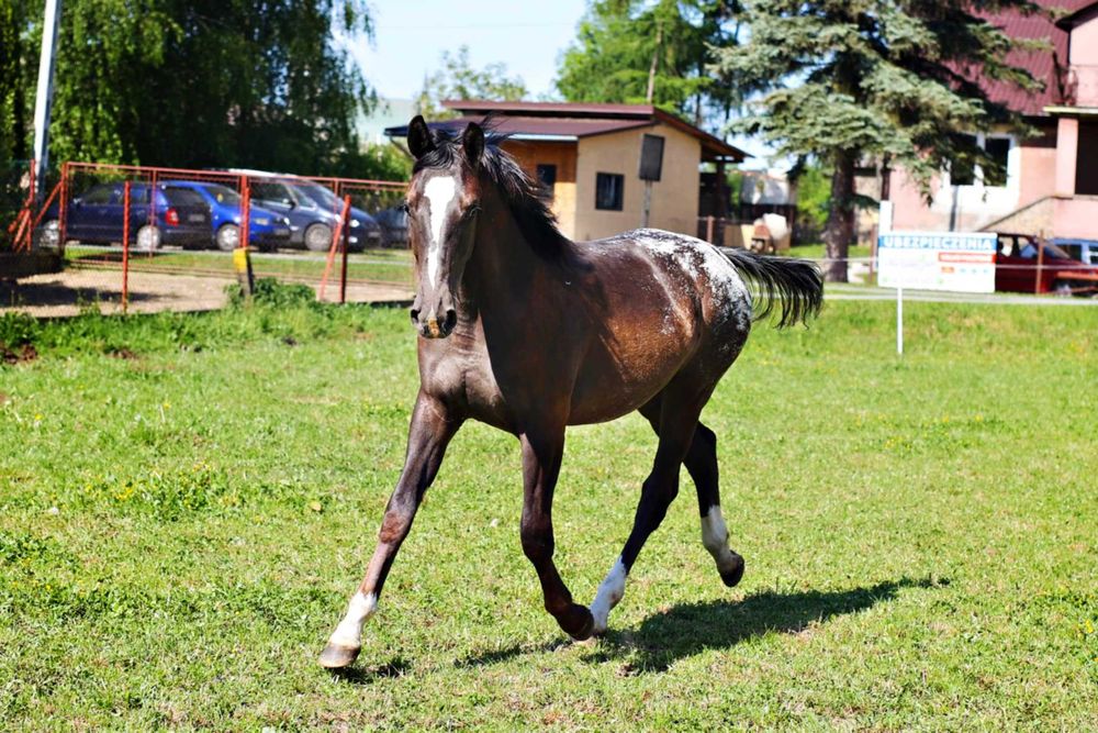Klacz polski koń sportowy tarantowata