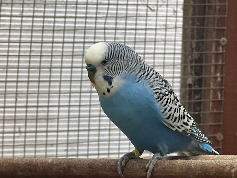 Papużki faliste 2024 i 2025