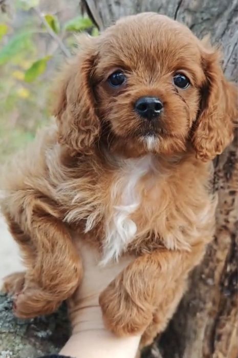 Кавапушечка щенок девочка. Мальтипу микс