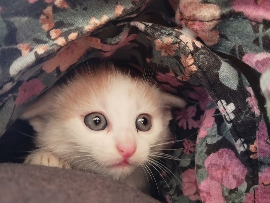 Oddam kocórka młodego