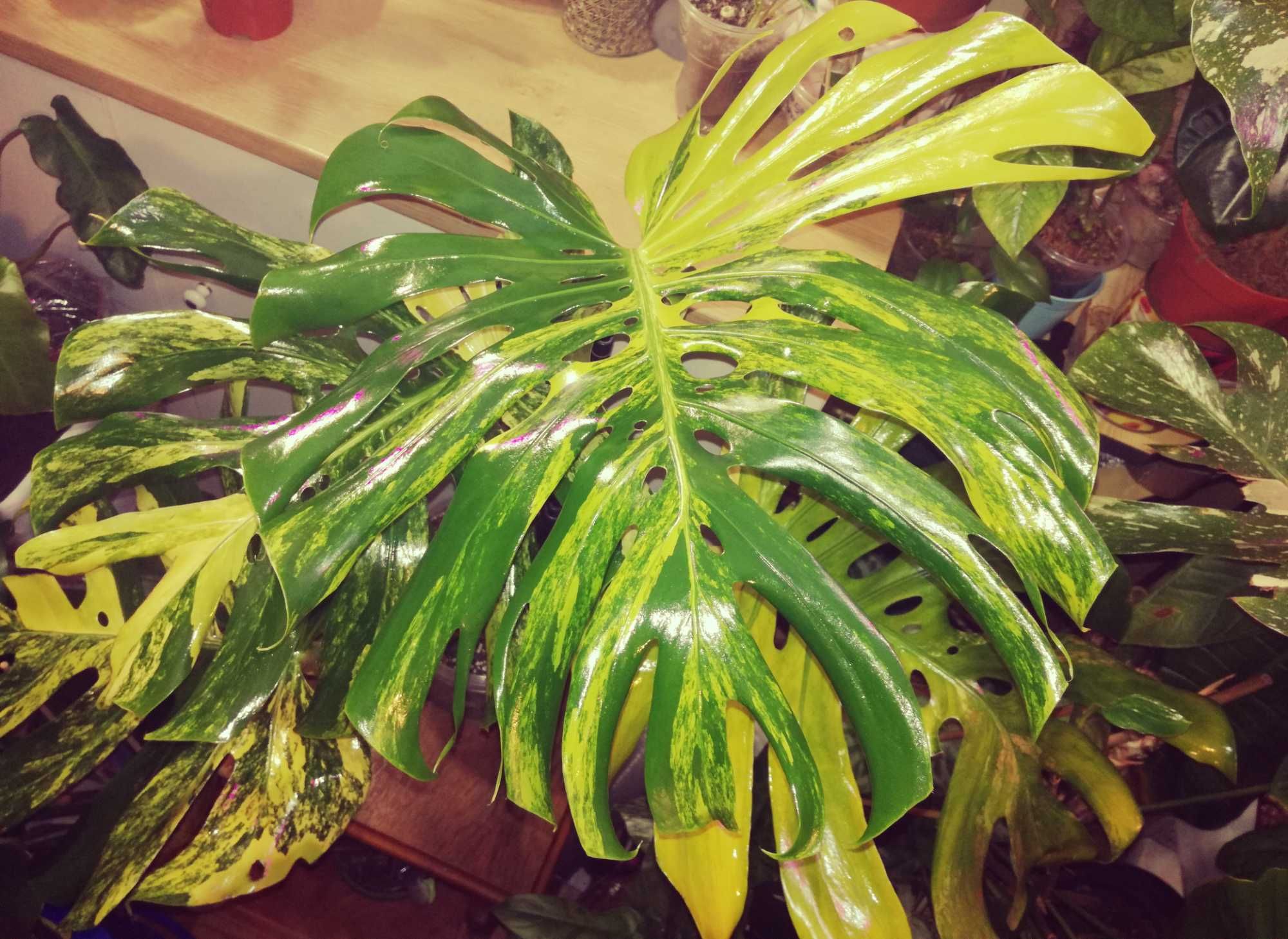 Monstera Marmorata Yellow Marylin Variegata Gold aurea NOWA ! philoden