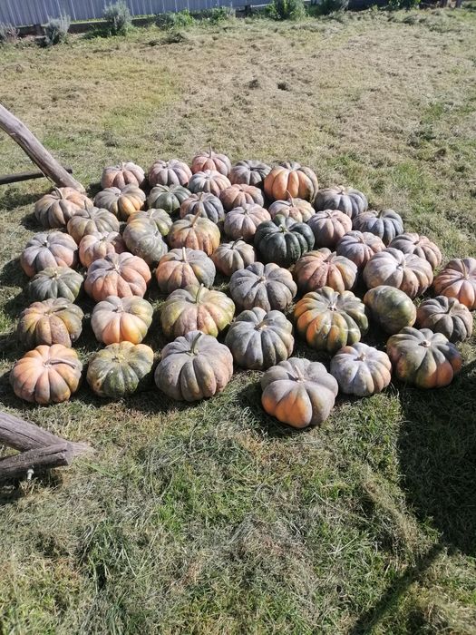 Гарбуз столовий, кашовий. Мускат де Прованс