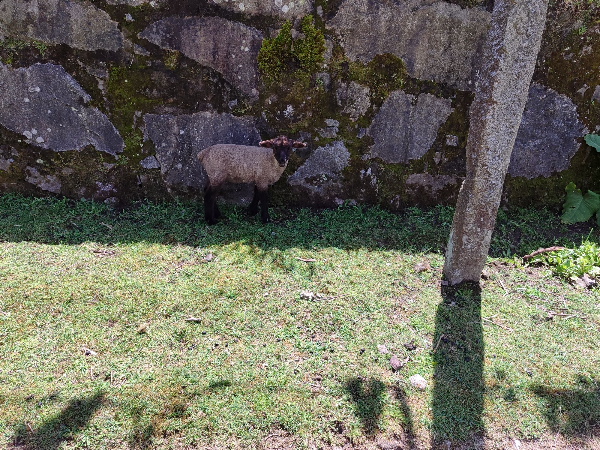 Borregos/as cruzadas de Suffolk