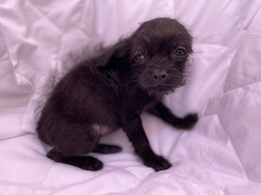Suczka, szczeniak Mops chihuahua, malutka