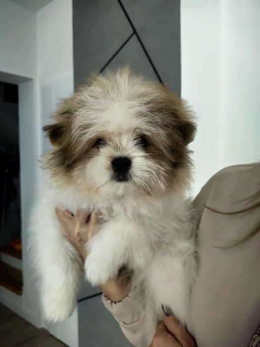 Szpic miniaturowy- pomeranian