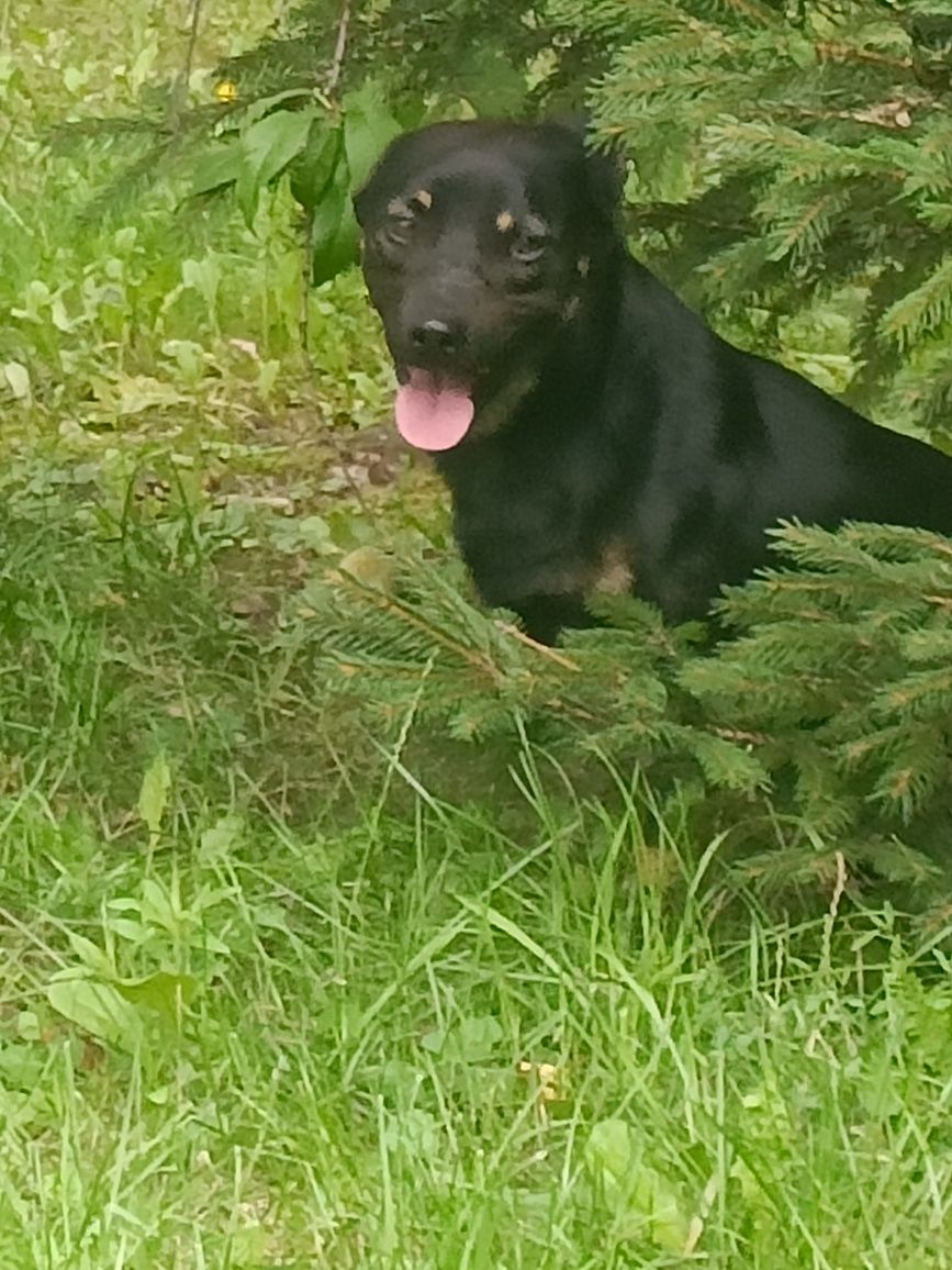 Oddam pieska za darmo