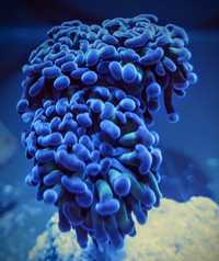 Euphyllia paraancora/koralowiec morski