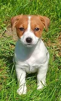 Jack Russell Terrier- suczka FCI