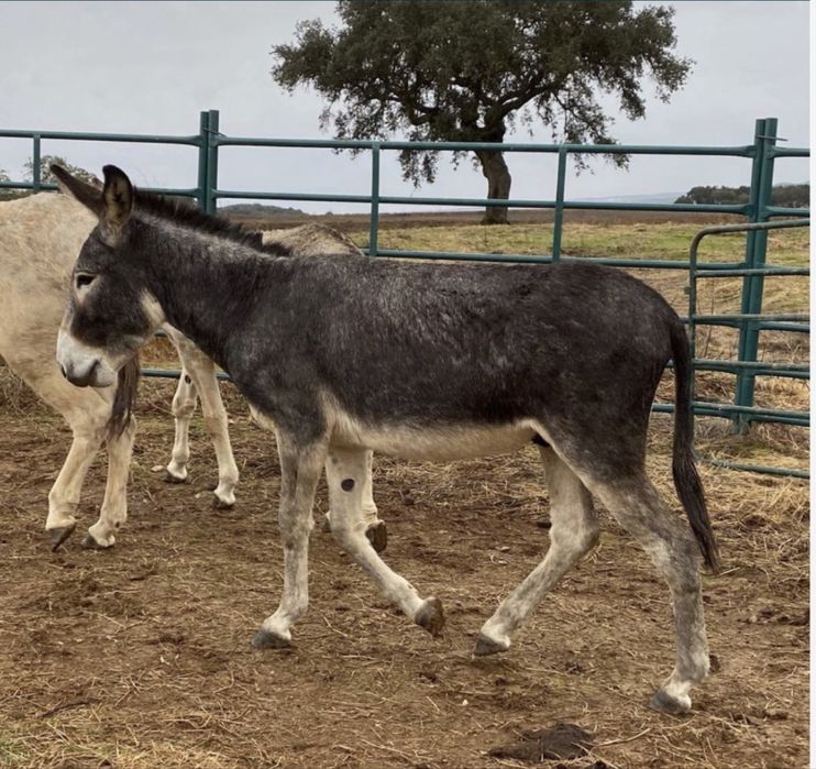 Burro Mirandês para doacao