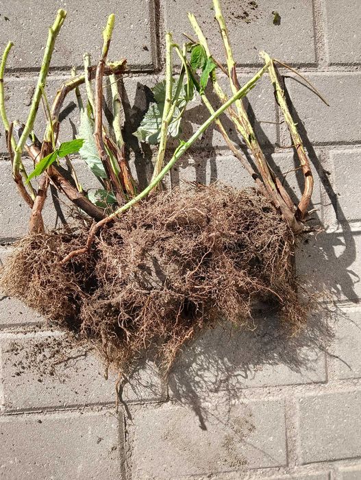 Sadzonki maliny Polesie