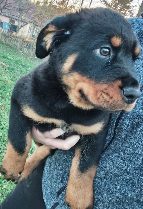 Suczka rottweiler