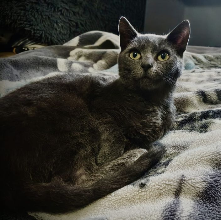 Niebieski do adopcji