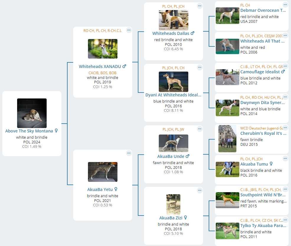 Whippet chart angielski suczka - szczenię ZKwP FCI