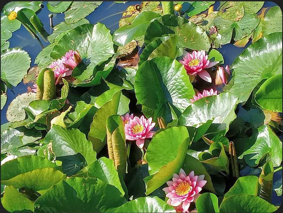 Lilie wodne do stawów i oczek wodnych