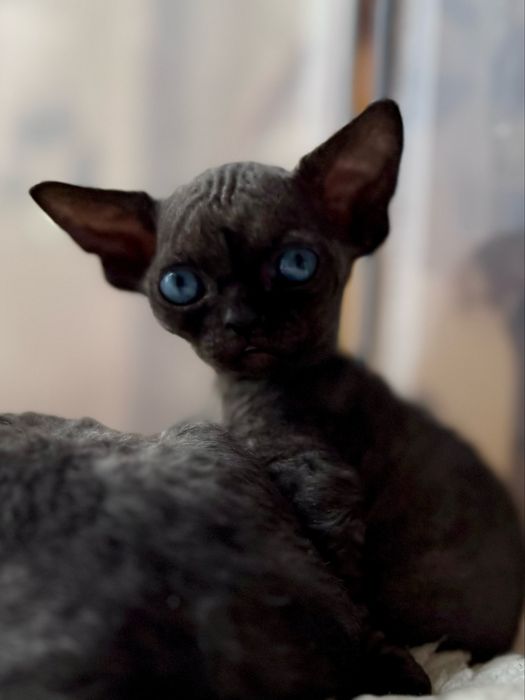 Cudowny kocurek Devon Rex Warszawa