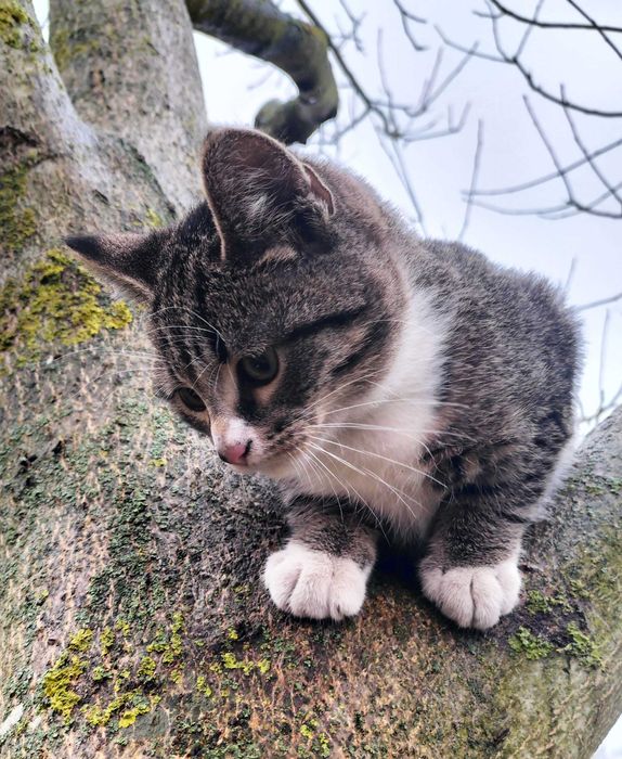 Kotek chłopak szuka kochającego domu