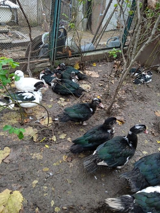 Утки шипуны молодняк