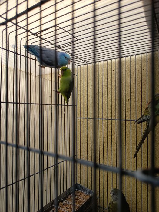 Casal de forpos muito bonitos