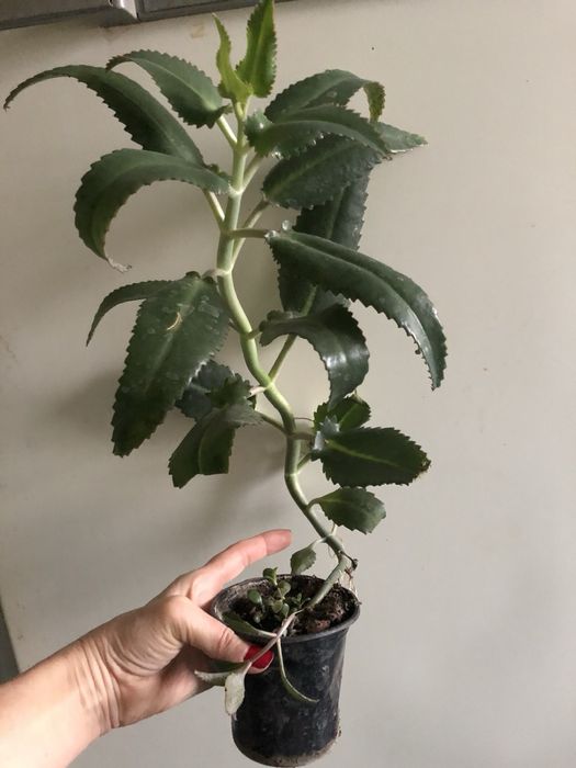 Каланхоэ лечебный