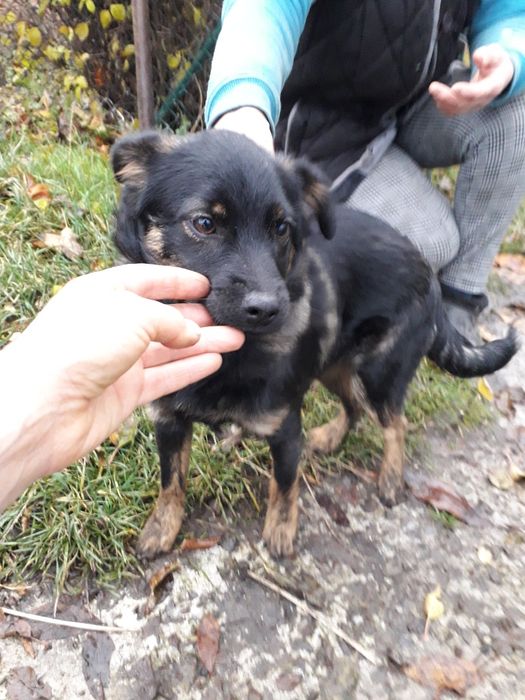 Віддаю в добрі руки