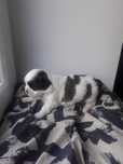 Shih tzu piesek shih tzu