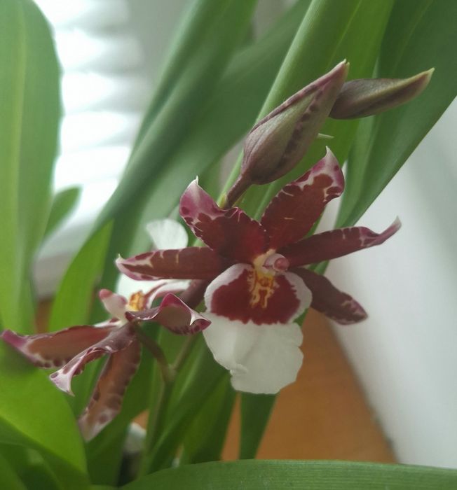 Орхідея Камбрія ароматна