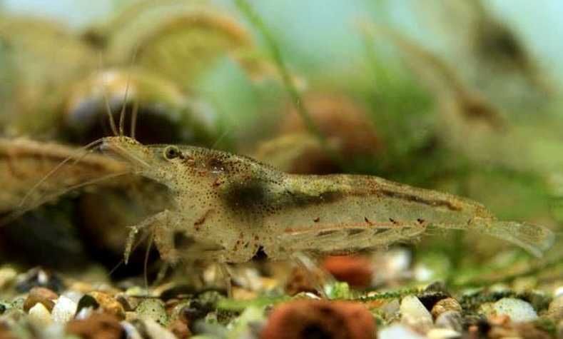 Креветки неокаридинки